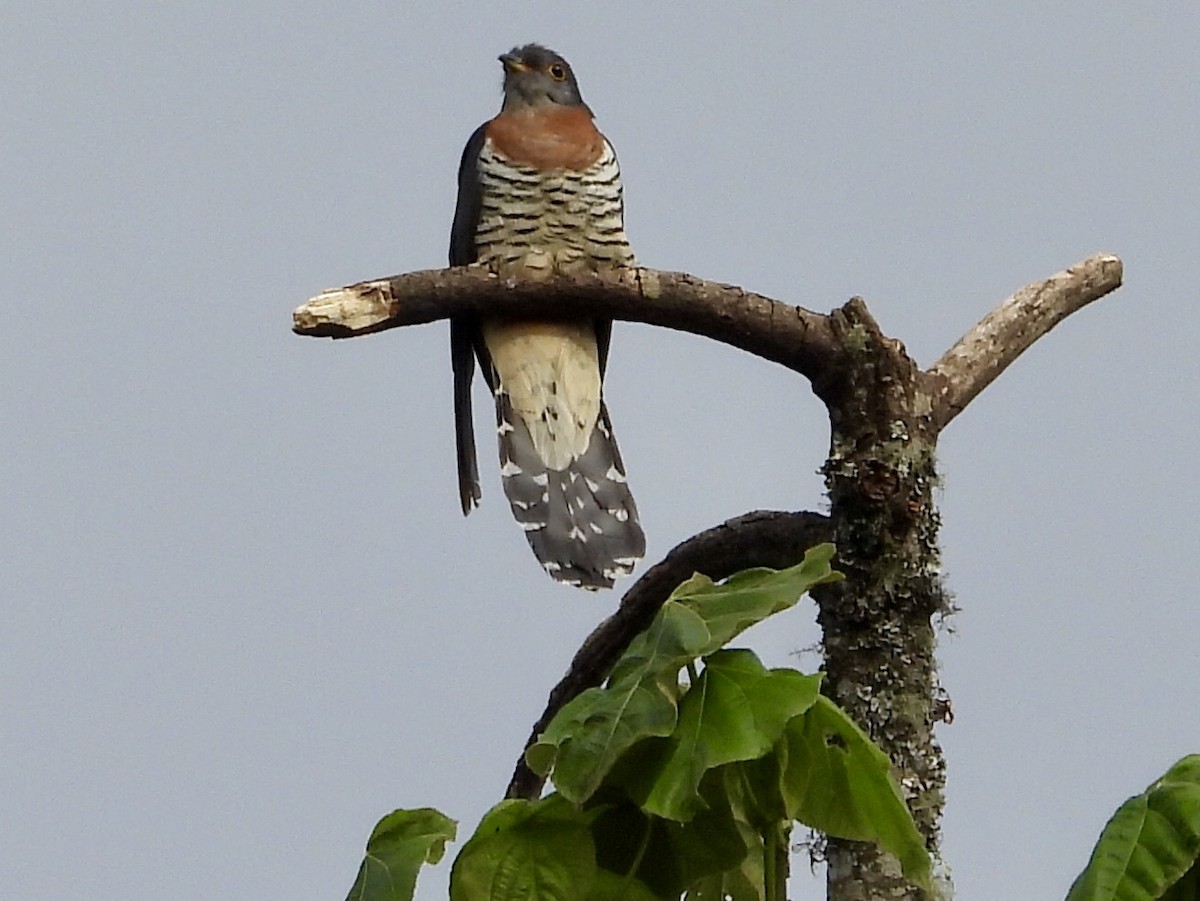 Red-chested Cuckoo - GARY DOUGLAS