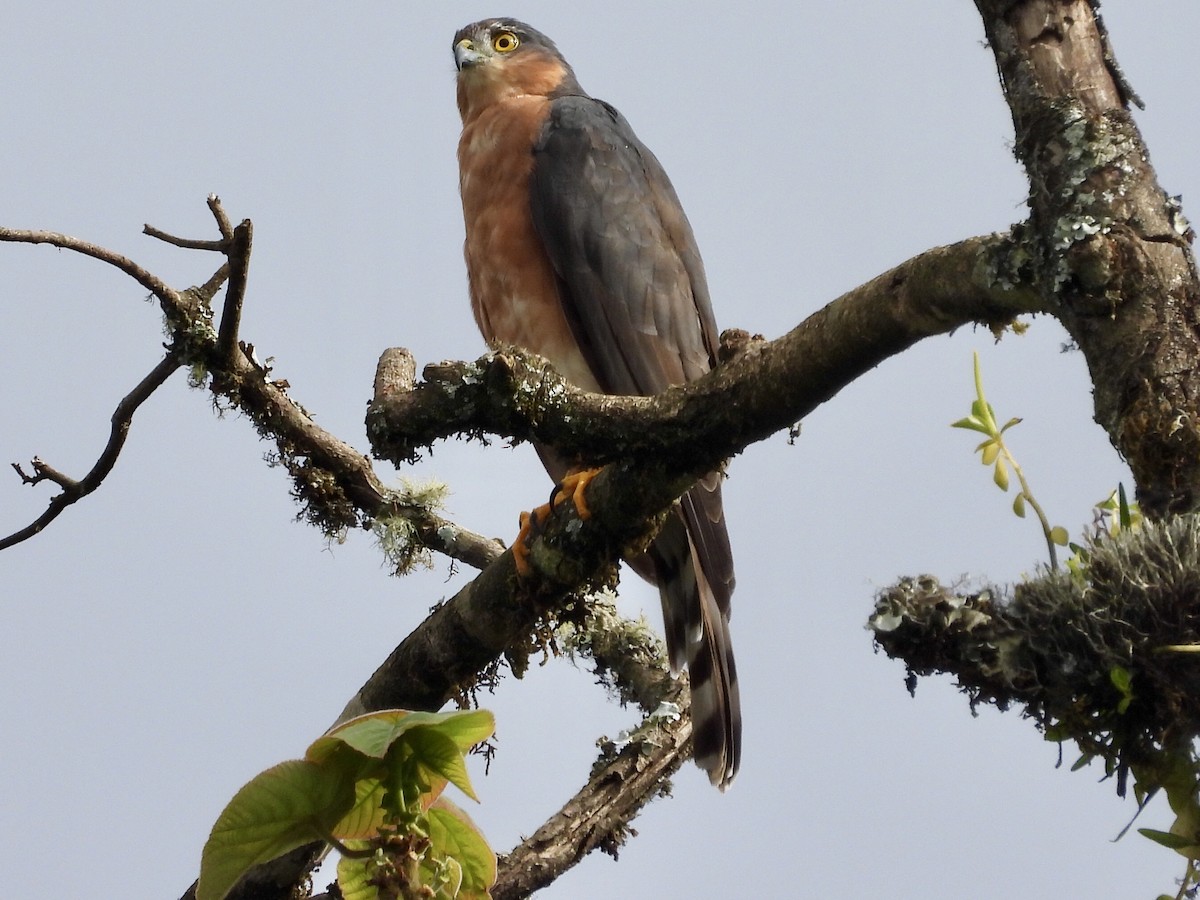 Rufous-breasted Sparrowhawk (Ethiopian) - ML157222641