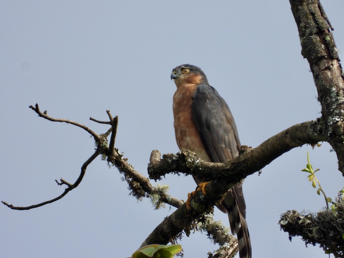 Rufous-breasted Sparrowhawk (Ethiopian) - ML157222661