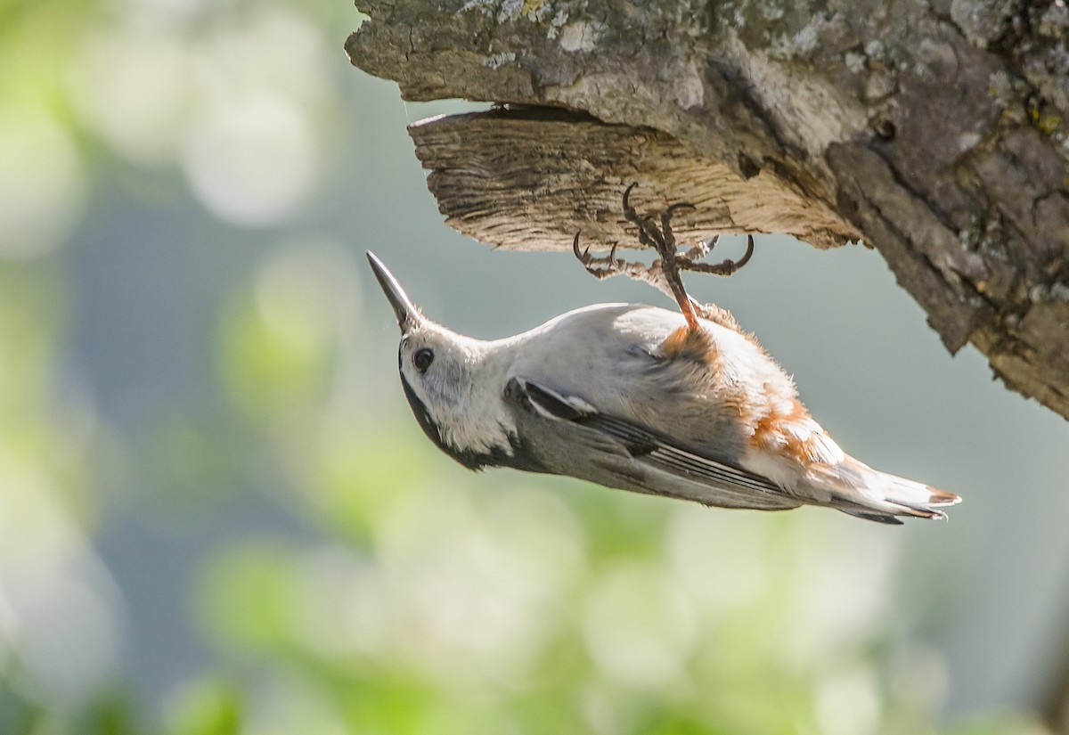White-breasted Nuthatch - Jerry Ting
