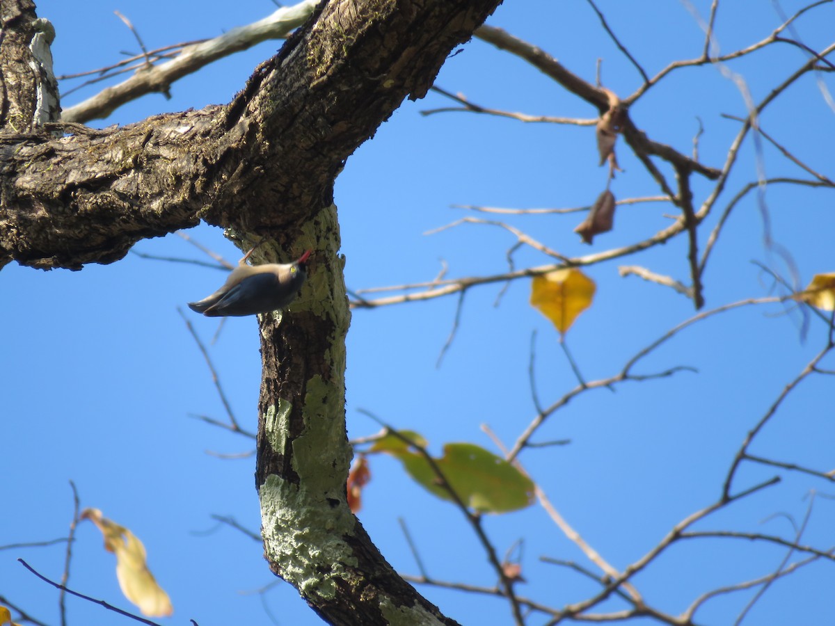 Velvet-fronted Nuthatch - ML157227701
