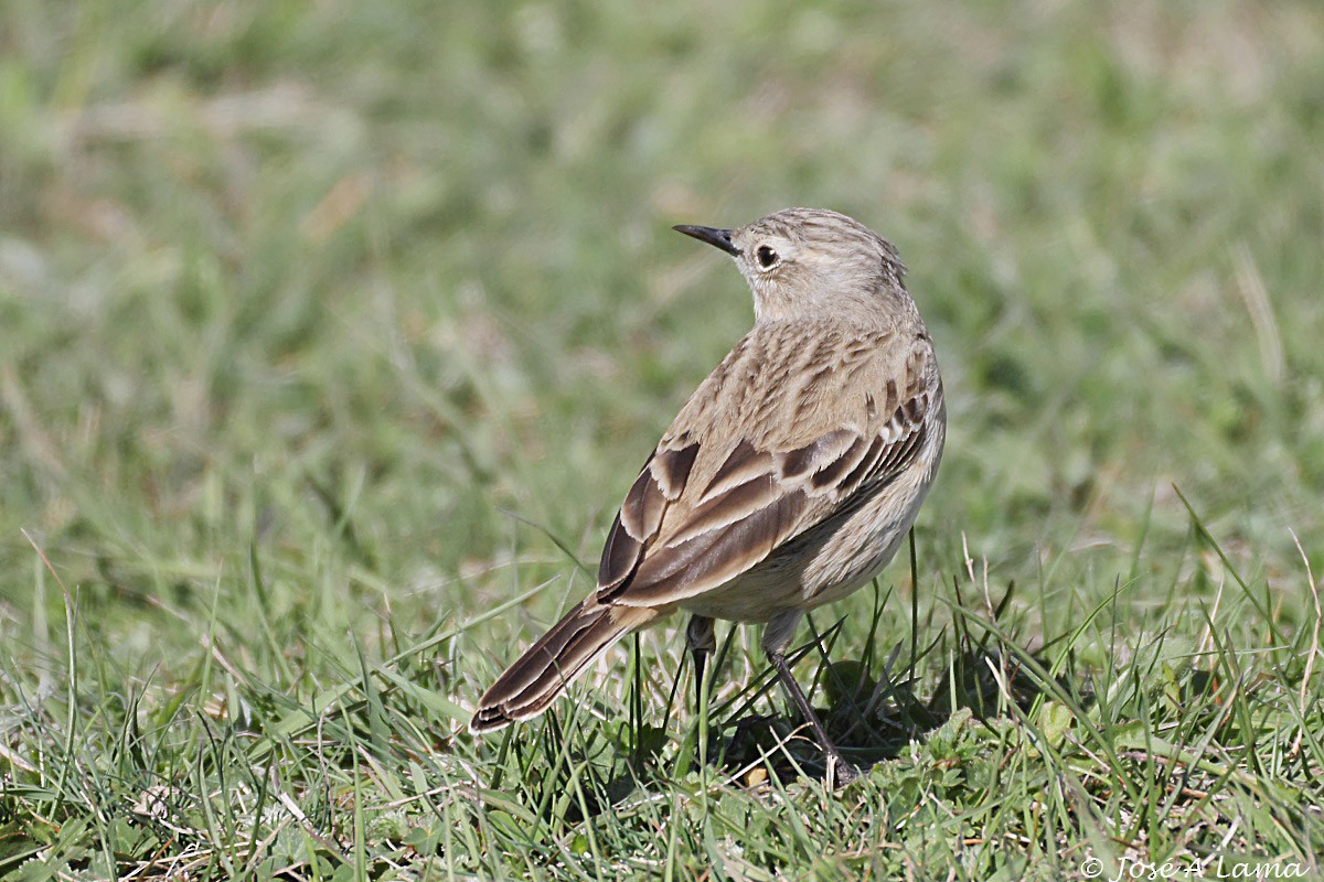Water Pipit - ML157229721