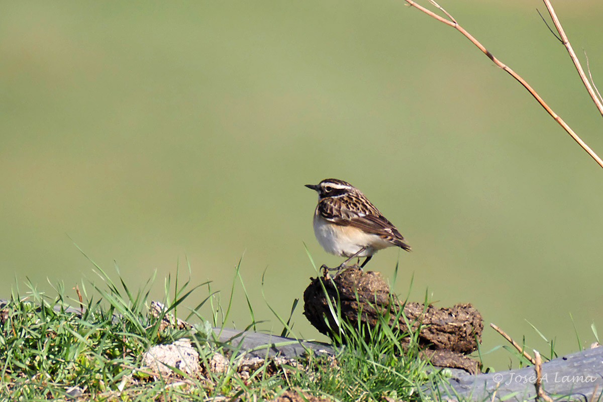Whinchat - ML157229811