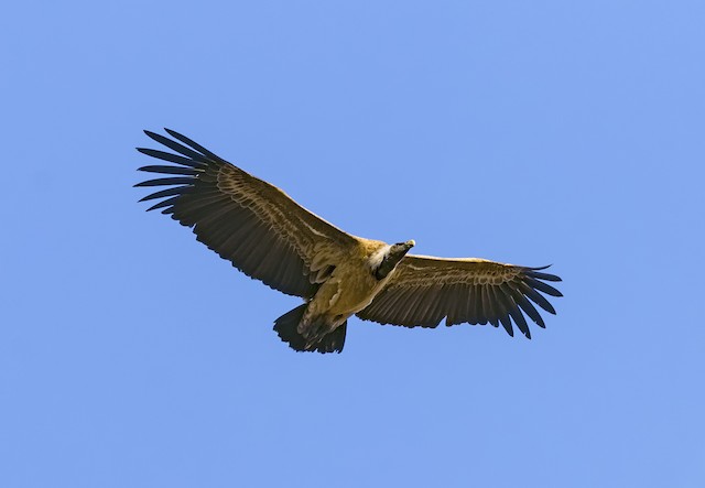 Eurasian Griffon (subspecies <em class="SciName notranslate">fulvescens</em>). - Eurasian Griffon - 