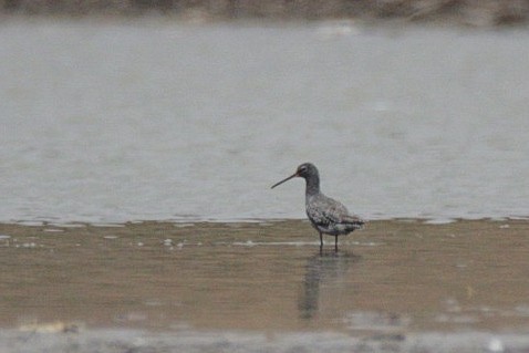 Spotted Redshank - ML157232221