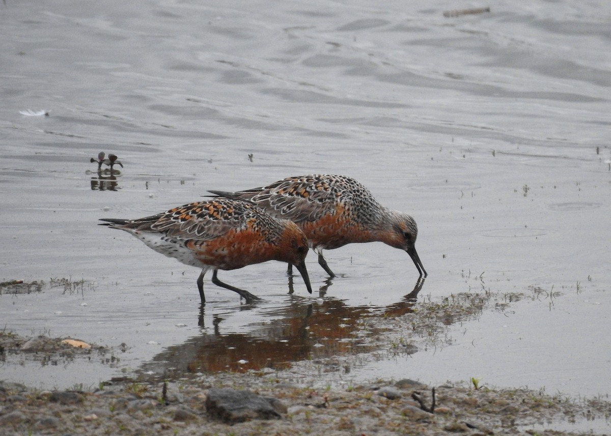 Red Knot - Mark Smiles