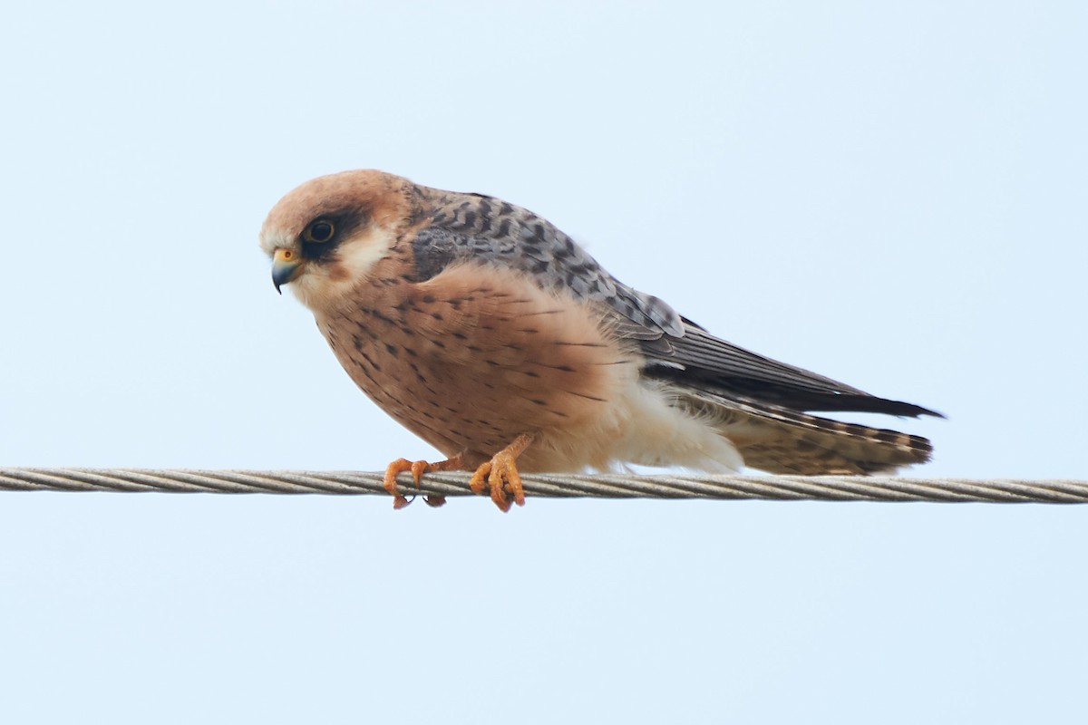 Red-footed Falcon - ML157235681