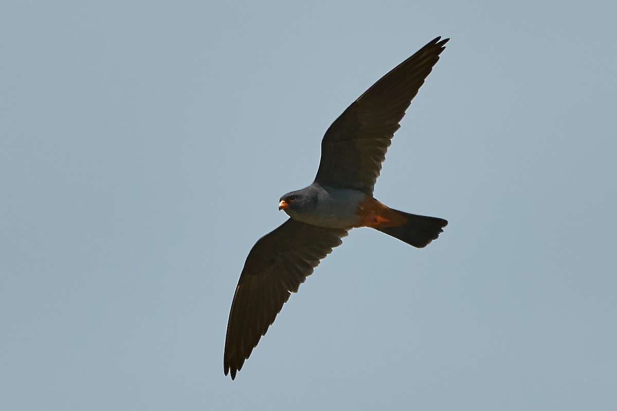 Red-footed Falcon - ML157235701