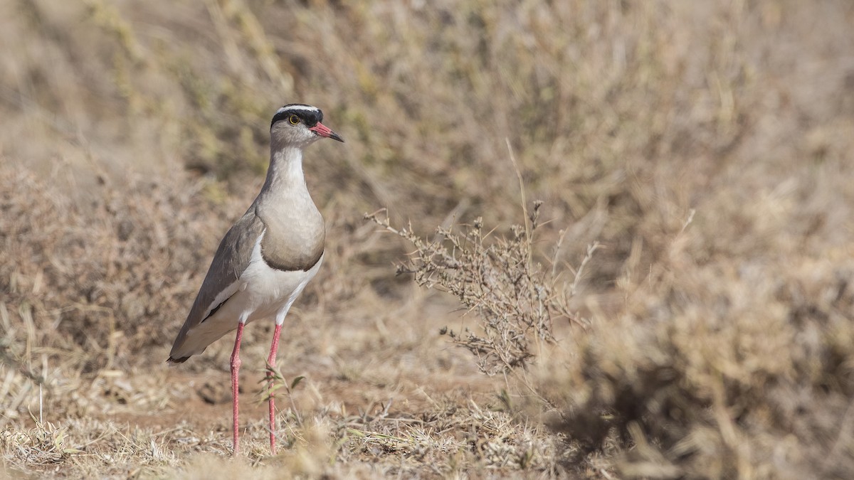 Crowned Lapwing - ML157237211
