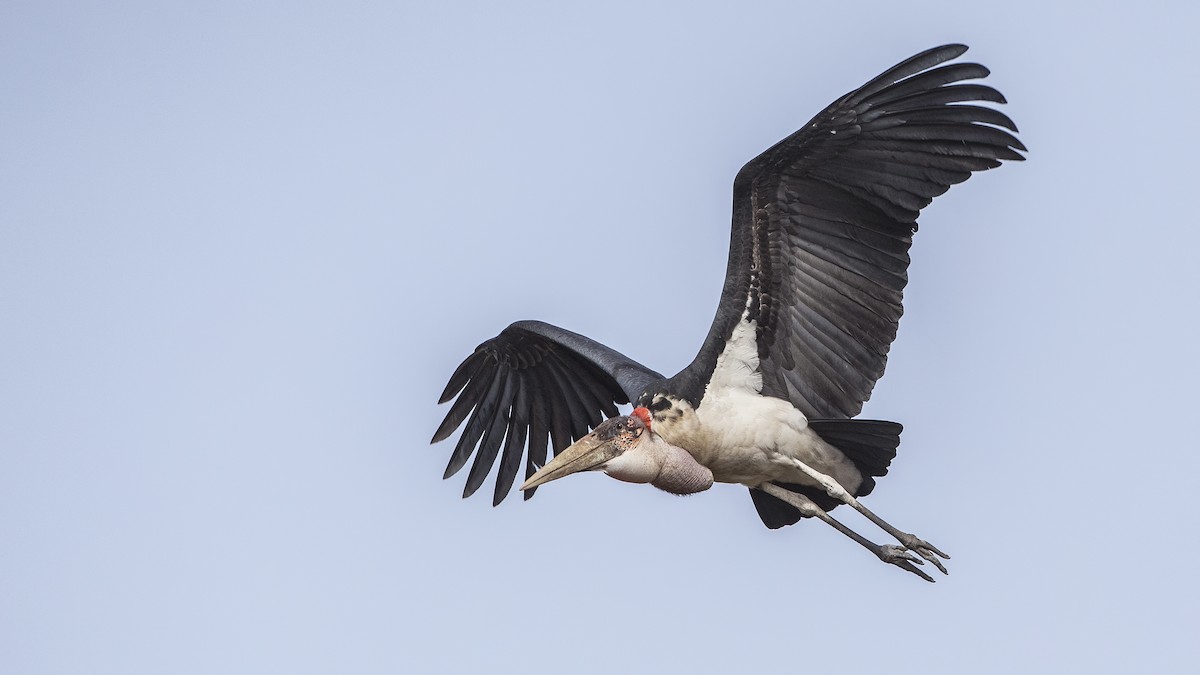 Marabou Stork - H. Çağlar Güngör