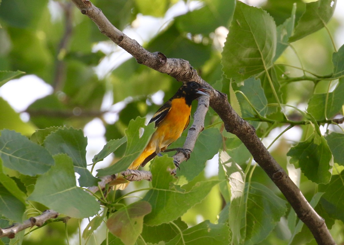 Baltimore Oriole - Victor Stoll