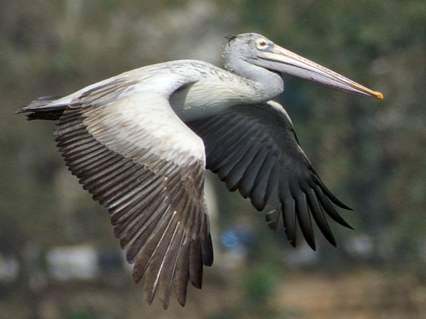 Spot-billed Pelican - Sanjay Malik