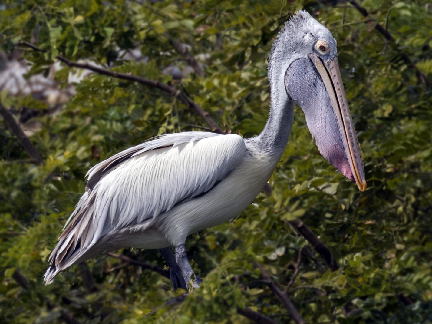 Spot-billed Pelican - Kishore Bakshi