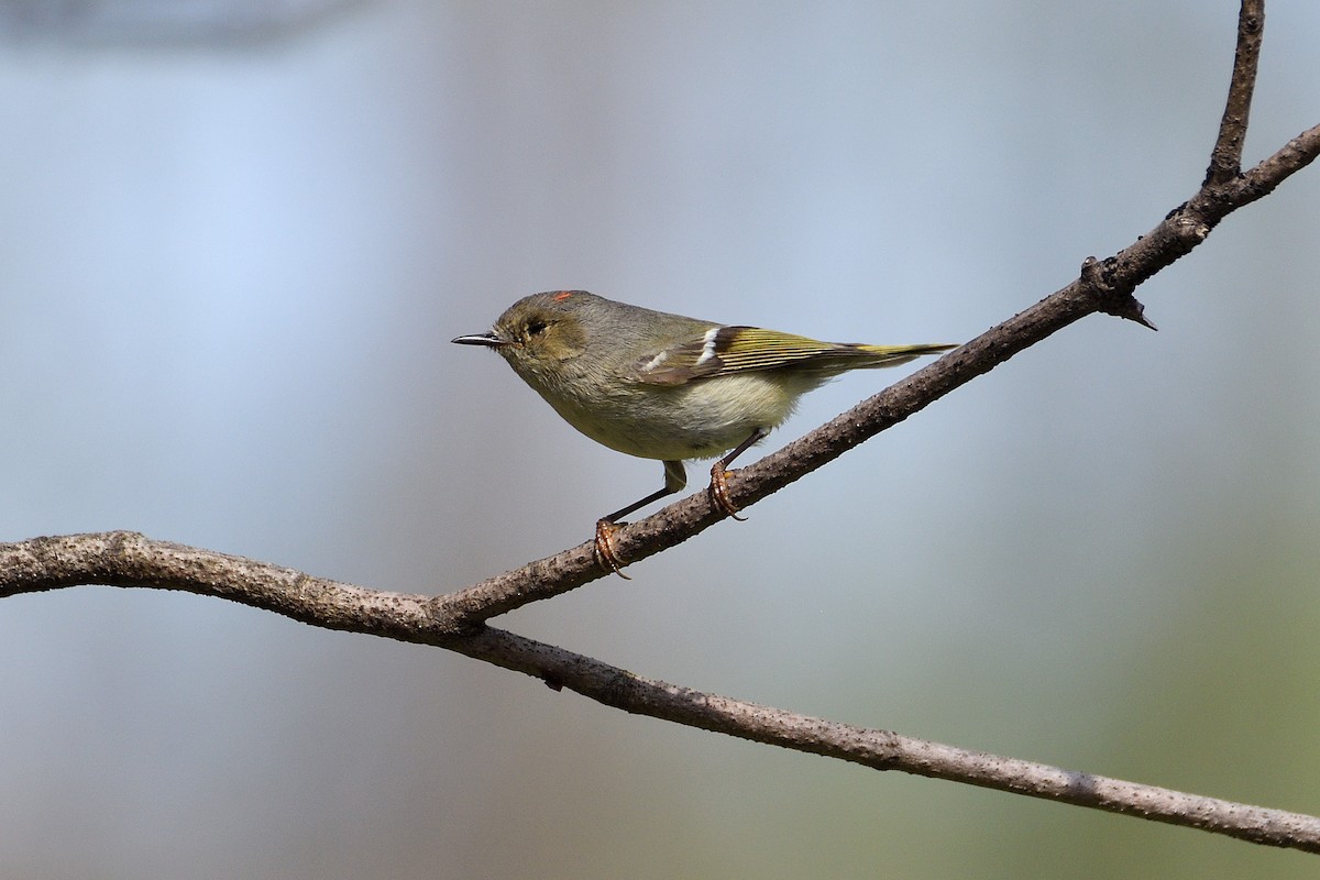 Ruby-crowned Kinglet - terence zahner