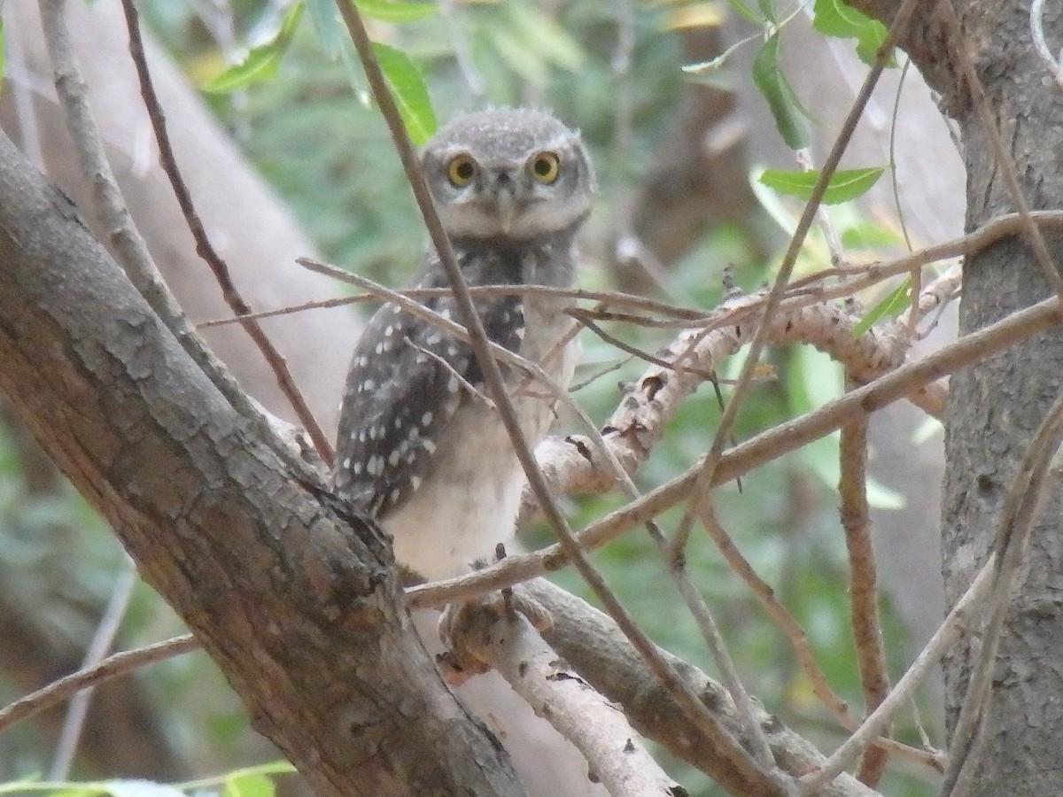 Spotted Owlet - Suebsawat Sawat-chuto
