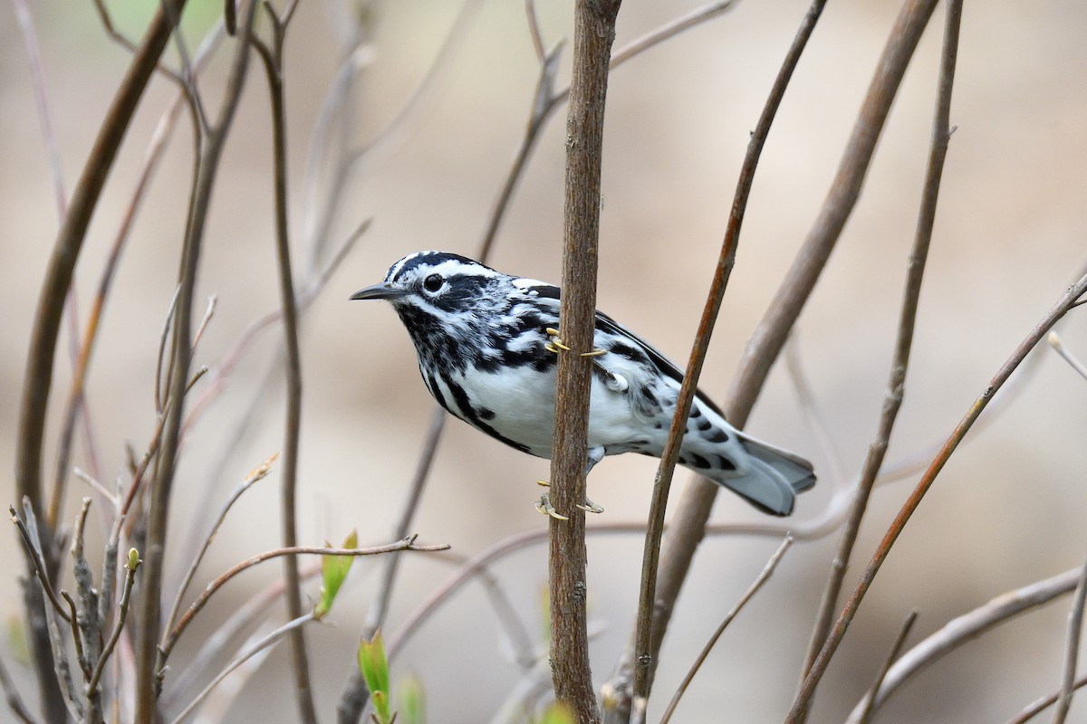 Black-and-white Warbler - ML157245931