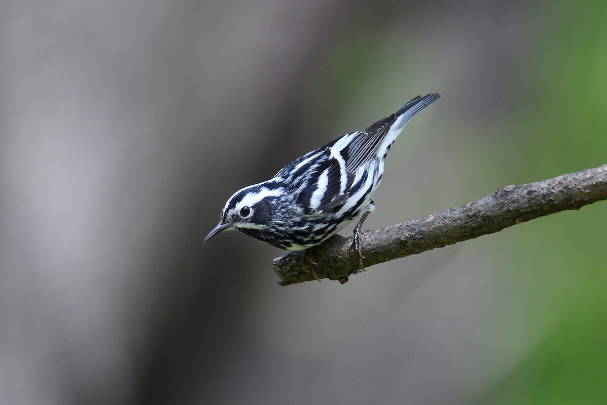 Black-and-white Warbler - ML157247101