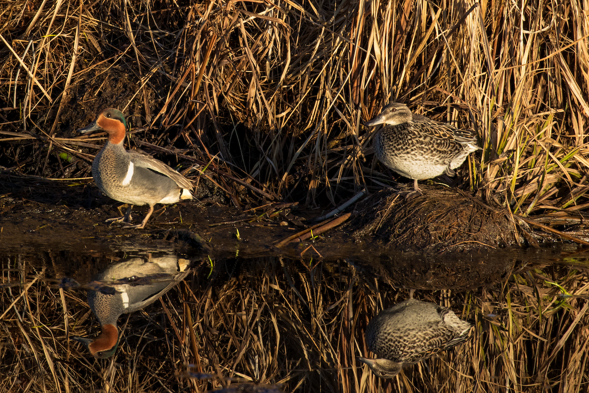 Green-winged Teal - ML157249051