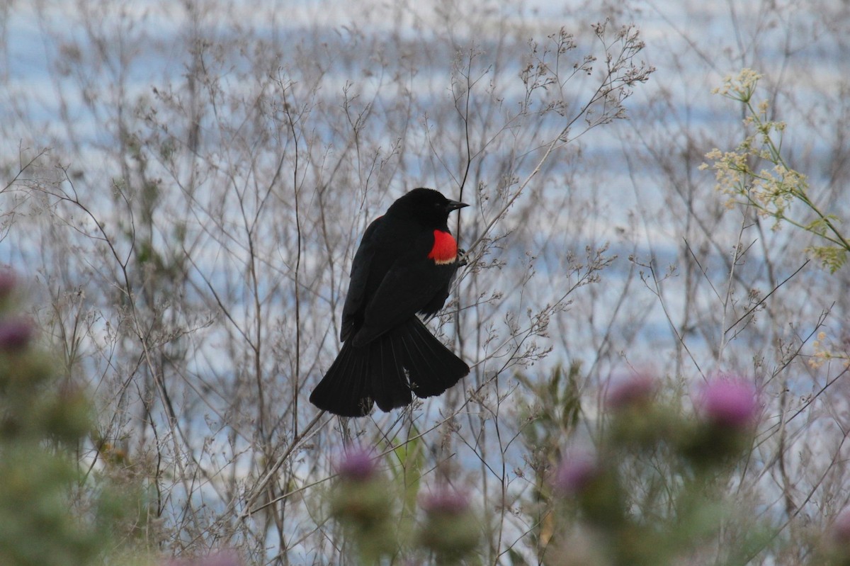 Red-winged Blackbird - ML157249491