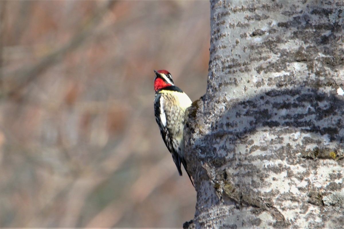 Yellow-bellied Sapsucker - Jean Laperrière COHL