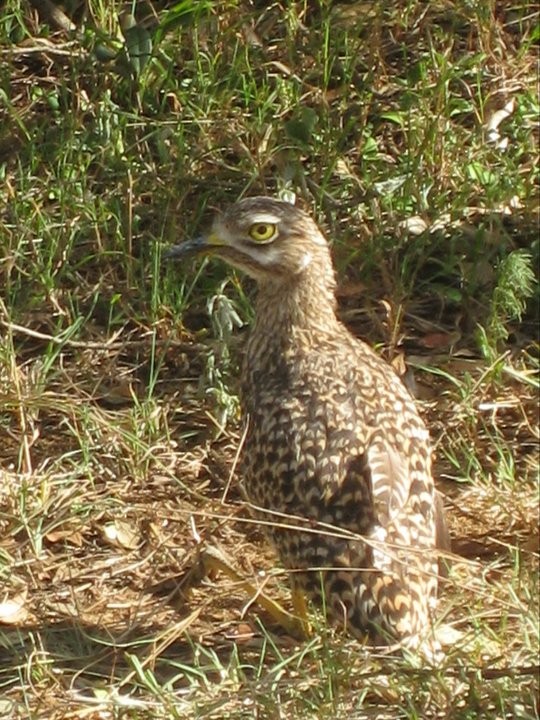 Spotted Thick-knee - Cheech Albanese (ignorant birder)