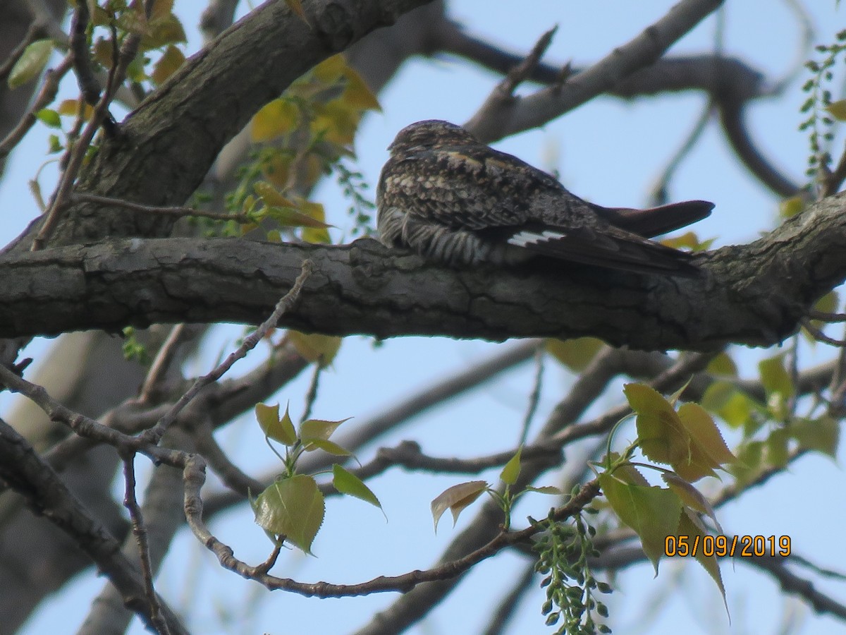 Common Nighthawk - dave chase