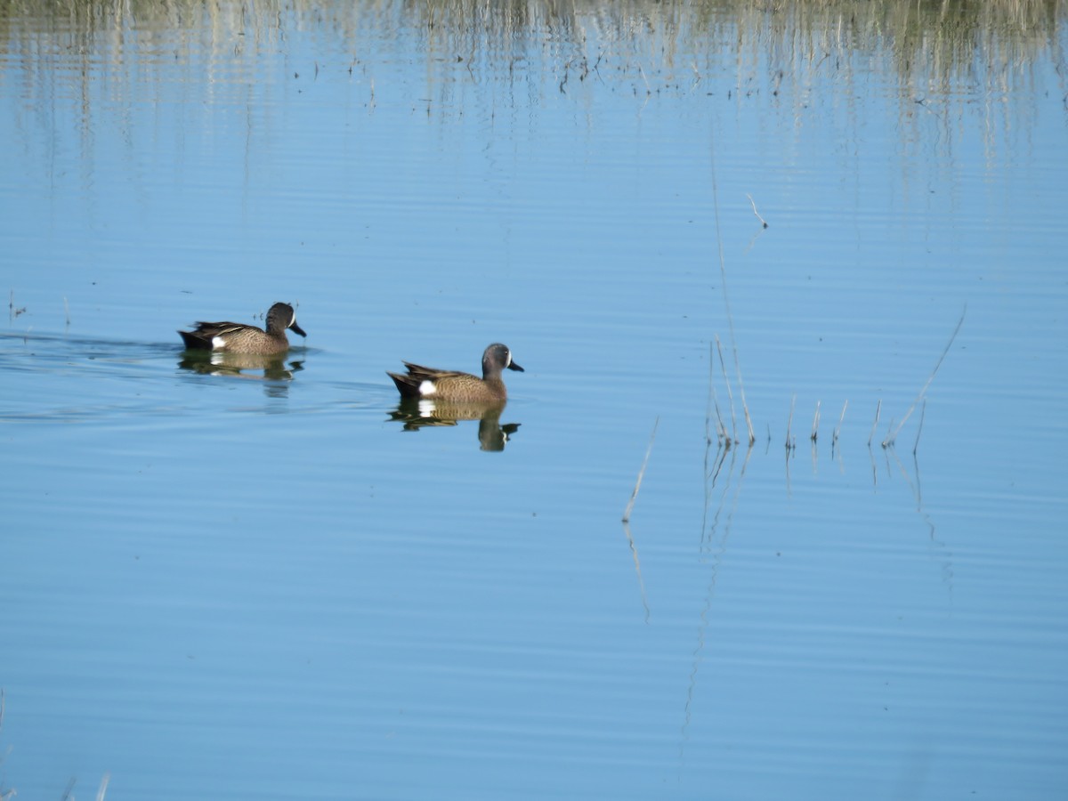 Blue-winged Teal - ML157260181