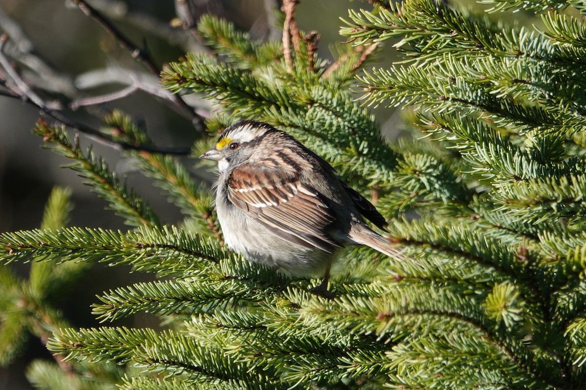 White-throated Sparrow - ML157261031