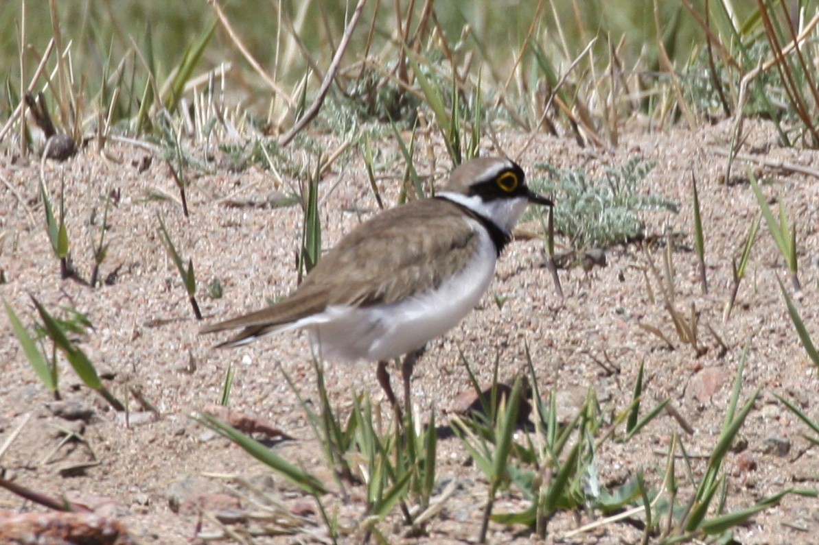 Little Ringed Plover - Neil and Lucy Rogers
