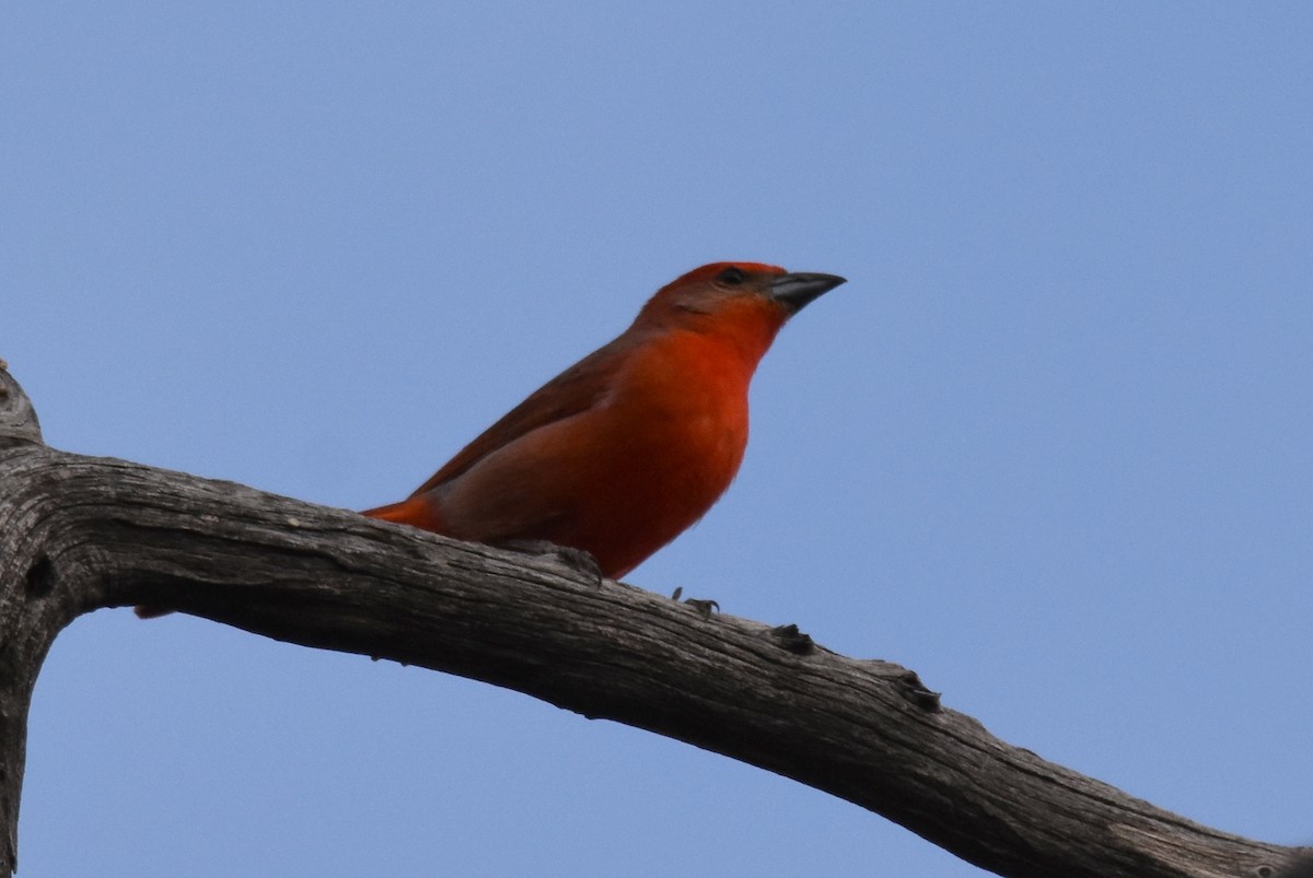 Hepatic Tanager - ML157269691