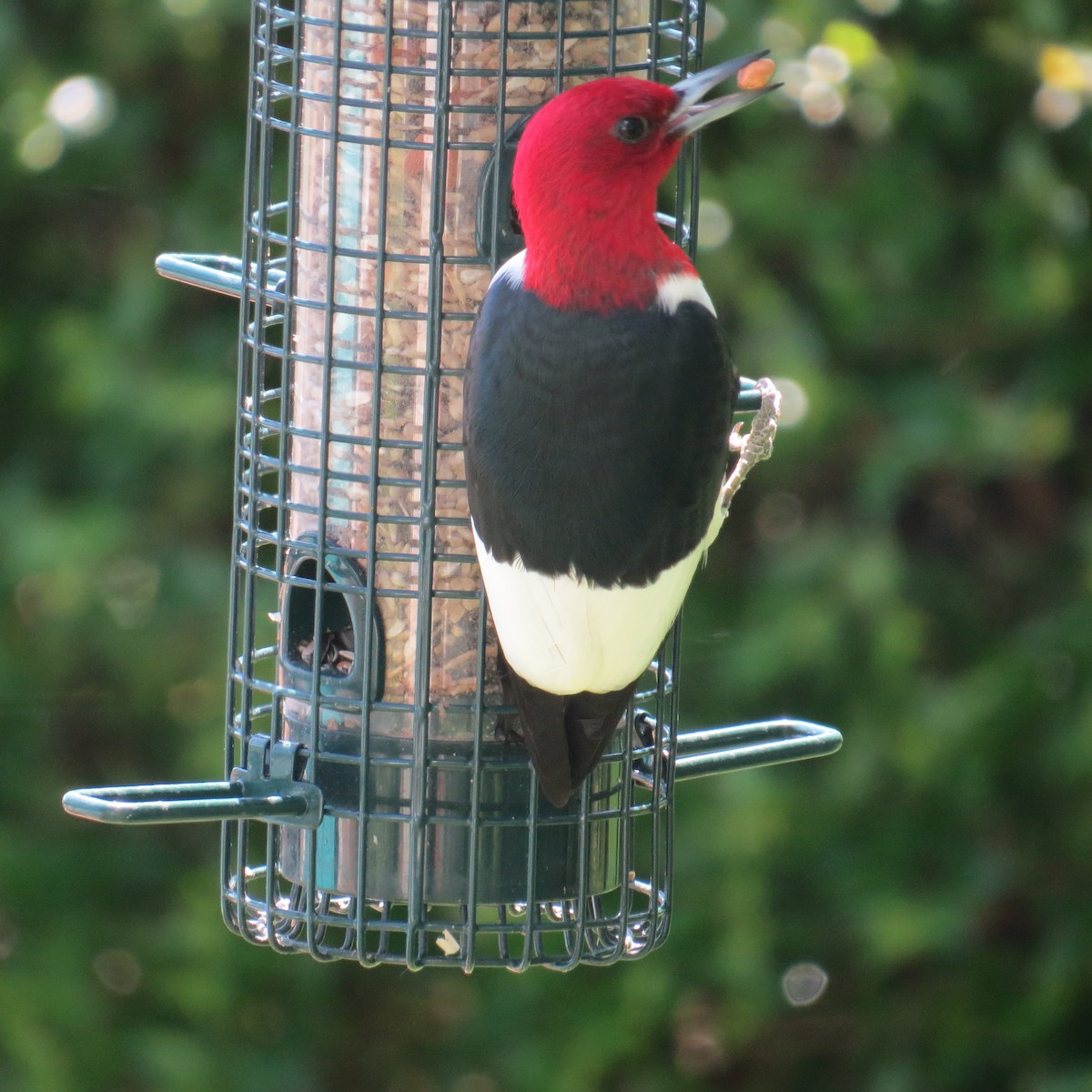 Red-headed Woodpecker - Betsy Washington