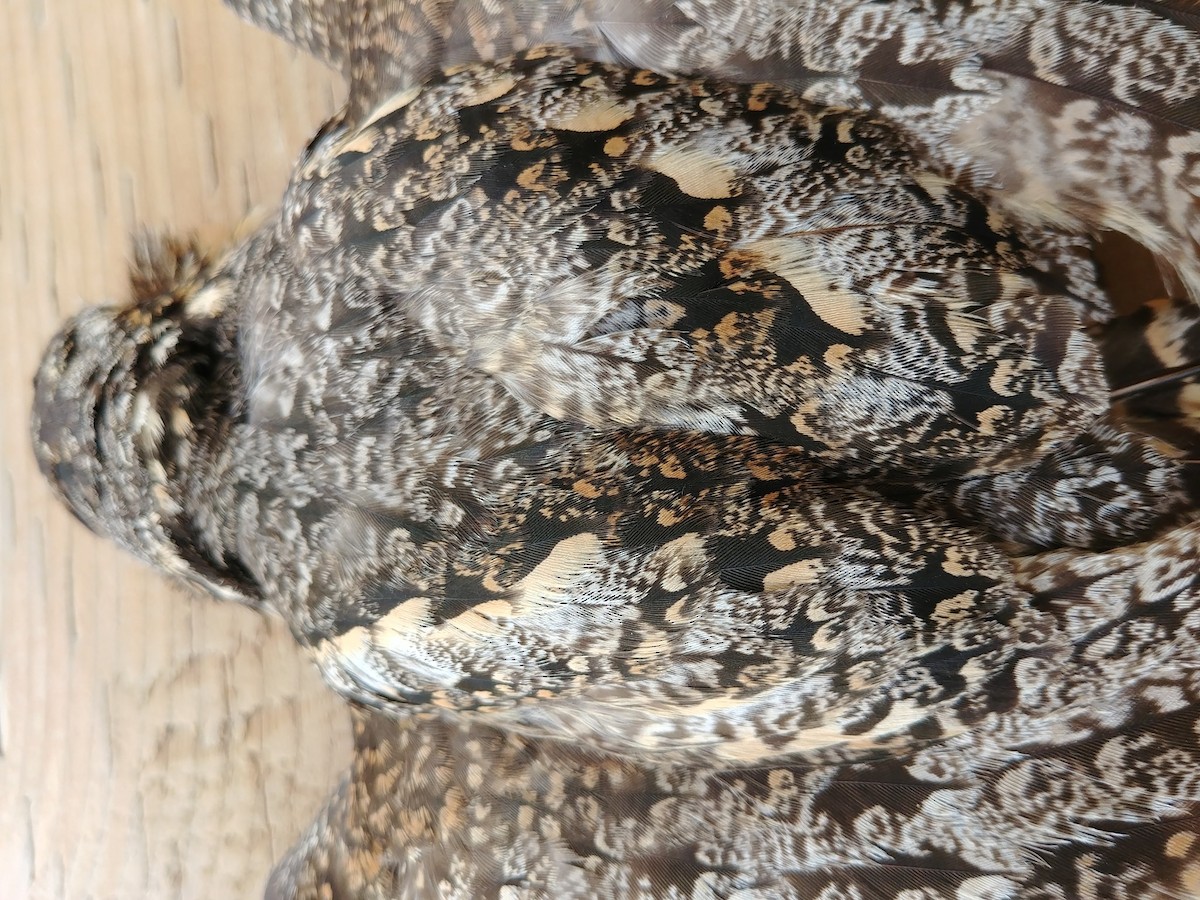 Lesser Nighthawk - Andrew Couturier
