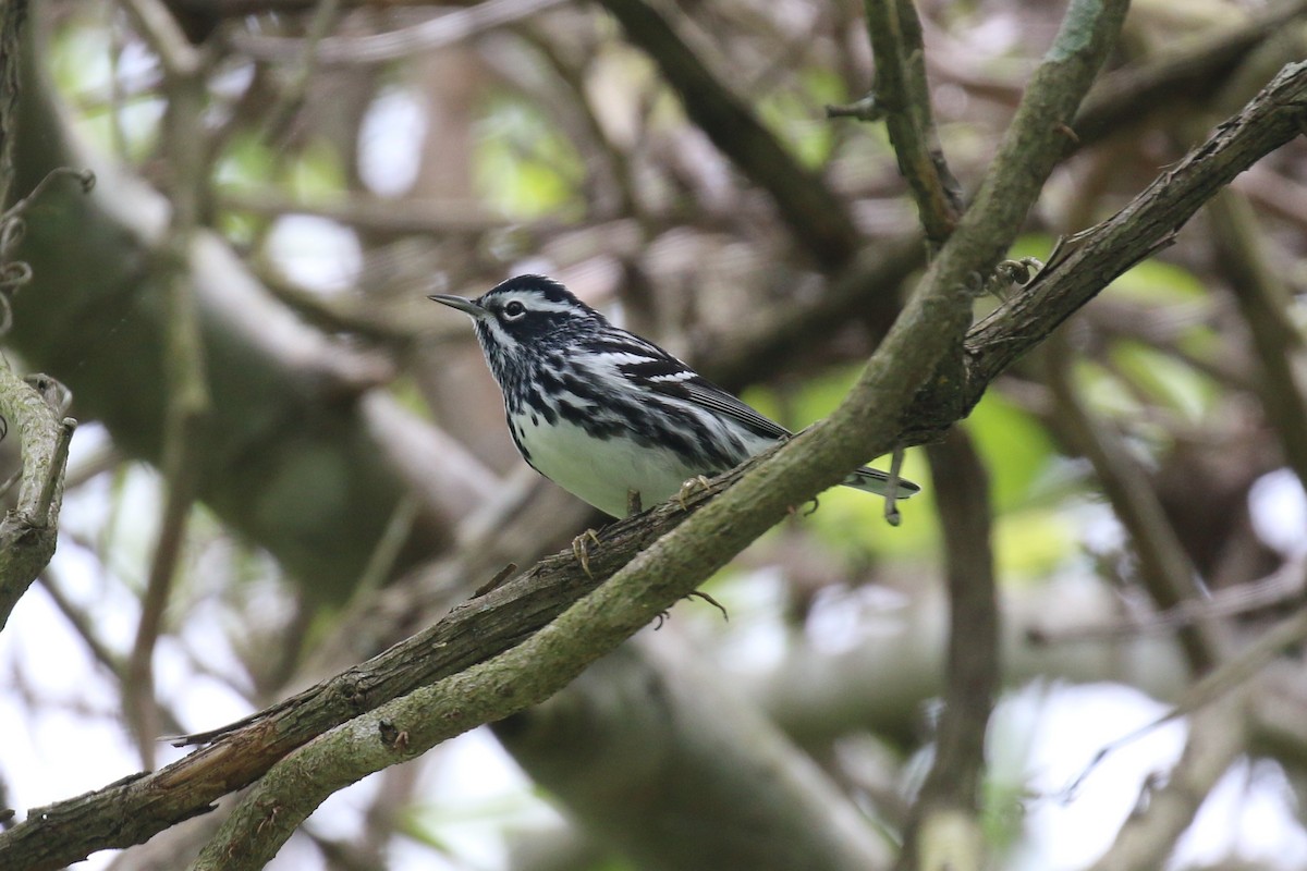 Black-and-white Warbler - ML157278361