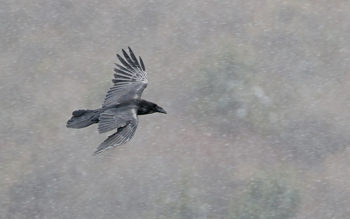 Common Raven - Christoph Moning