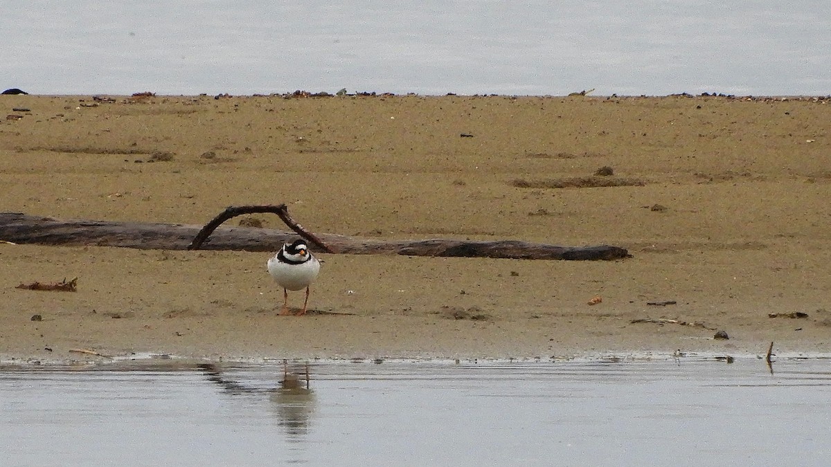Common Ringed Plover - Andy  Woodward