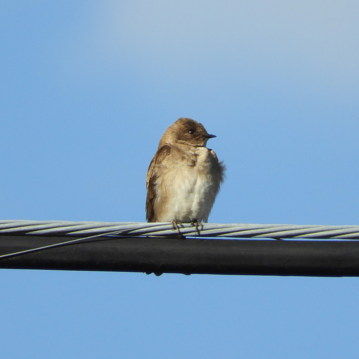 Northern Rough-winged Swallow - Clay Poitras
