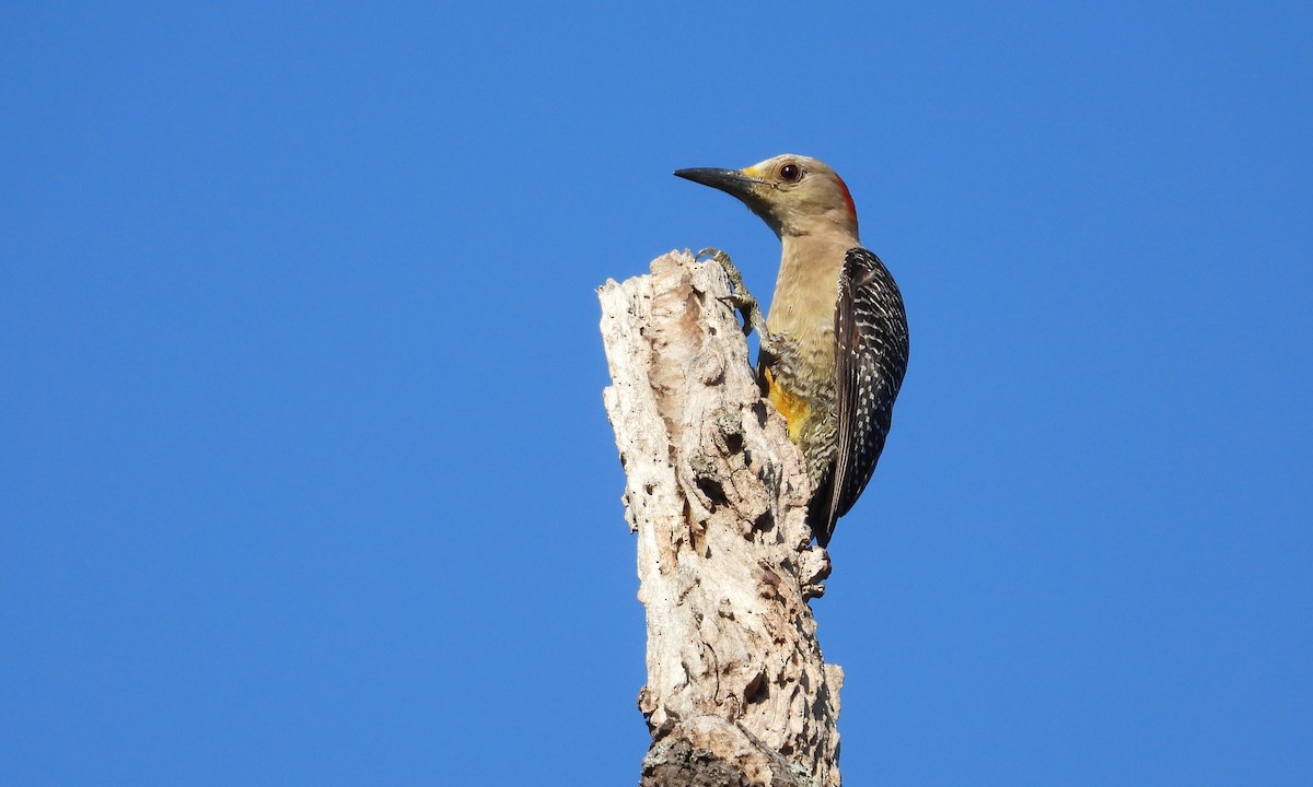 Golden-fronted Woodpecker - grete pasch
