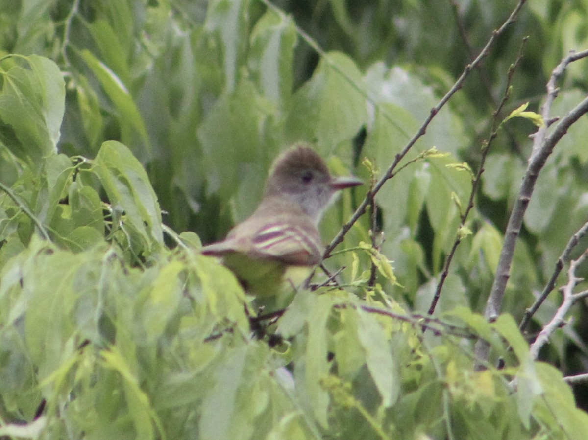Great Crested Flycatcher - ML157293161