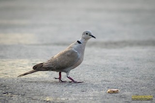 Eurasian Collared-Dove, ML157294481