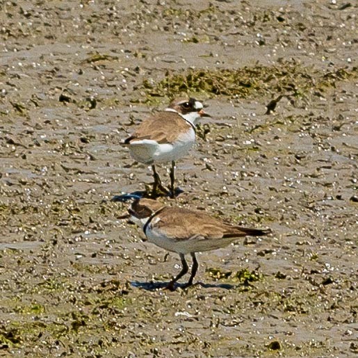 Semipalmated Plover - ML157294781