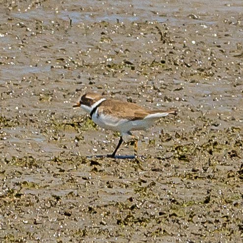 Semipalmated Plover - ML157294801