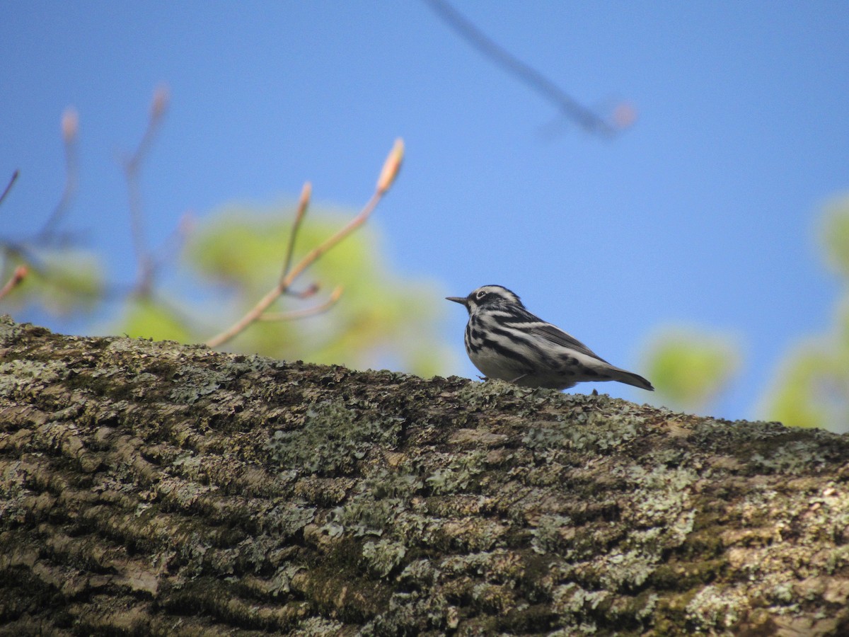 Black-and-white Warbler - ML157295971
