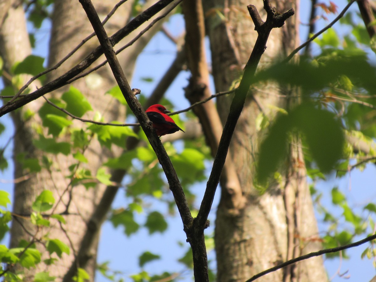 Scarlet Tanager - ML157296711