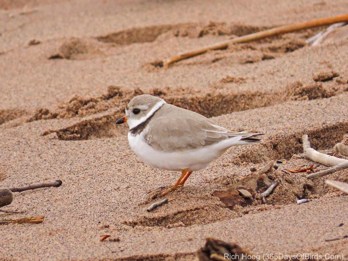Piping Plover - ML157304031