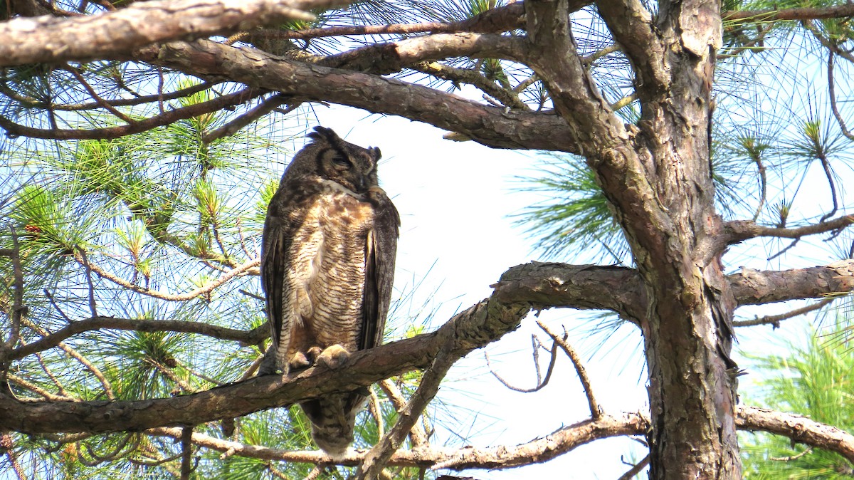 Great Horned Owl - ML157306031