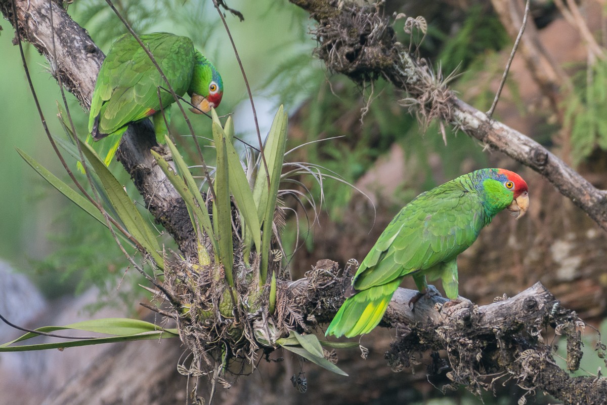 Red-crowned Parrot - ML157310901