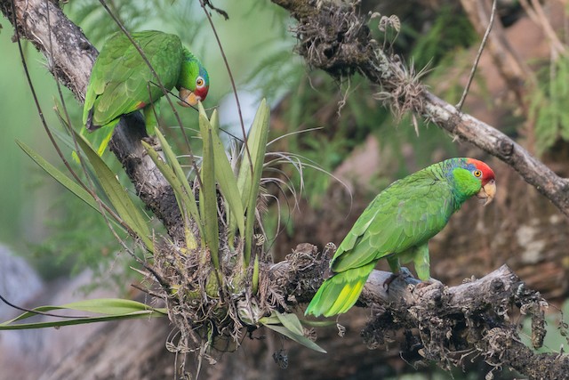 Pair in its habitat; San Luis Potosí, Mexico. - Red-crowned Parrot - 