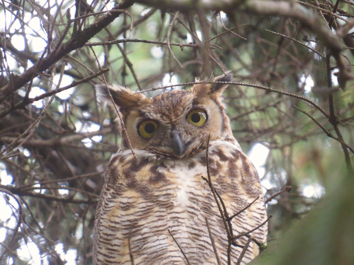 Great Horned Owl - ML157314381