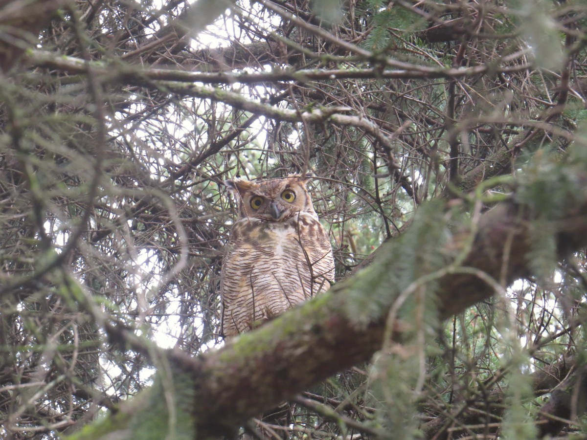 Great Horned Owl - ML157314411
