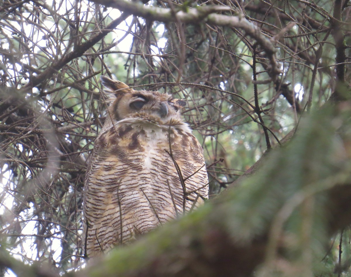 Great Horned Owl - ML157314431